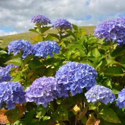 Fleur emblème de la Bretagne, l'hortensia